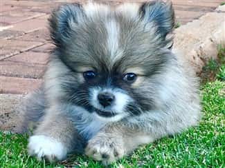 beautiful-pom-puppy